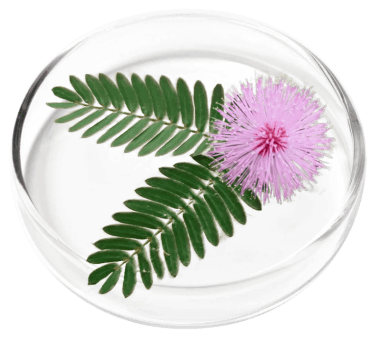 FemiCore Ingredient1